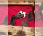 Small Photo #4 French Bulldog Puppy For Sale in HELENA, MT, USA