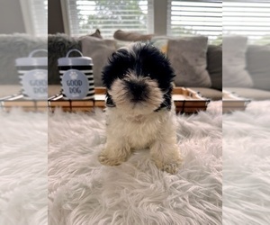 Havanese Puppy for sale in GREENWOOD, IN, USA