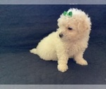 Small Photo #6 Maltipoo Puppy For Sale in HIGH POINT, NC, USA