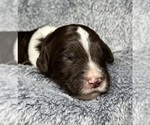 Small Photo #13 Goldendoodle Puppy For Sale in HOWARD CITY, MI, USA