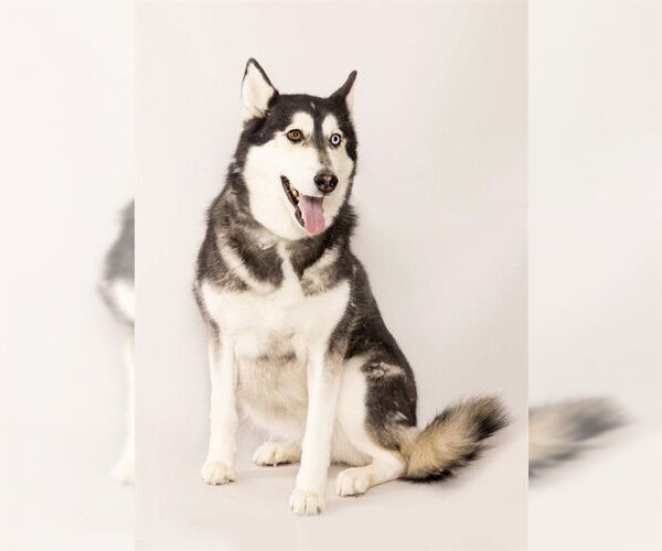 Medium Photo #1 Siberian Husky Puppy For Sale in Ogden, UT, USA