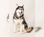 Small Siberian Husky