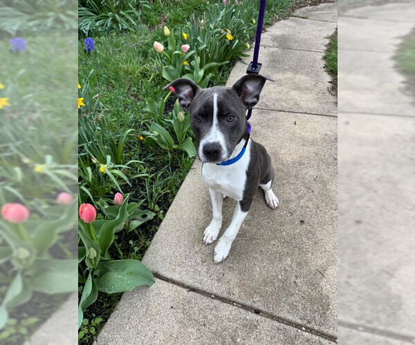 Medium Photo #6 American Pit Bull Terrier-Unknown Mix Puppy For Sale in Germantown, OH, USA