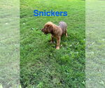 Small #2 Labrador Retriever Mix