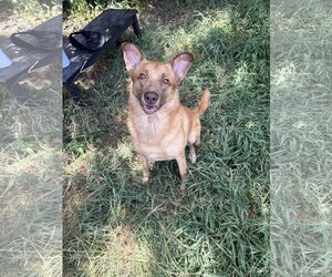 Black Mouth Cur-German Shepherd Dog Mix Dogs for adoption in Jackson, MS, USA