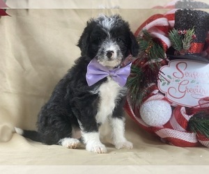 Poocan Puppy for sale in LANCASTER, PA, USA