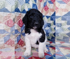 Poodle (Standard) Puppy for sale in CLEBURNE, TX, USA