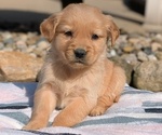 Puppy 3 Golden Retriever