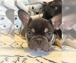 Small #3 French Bulldog