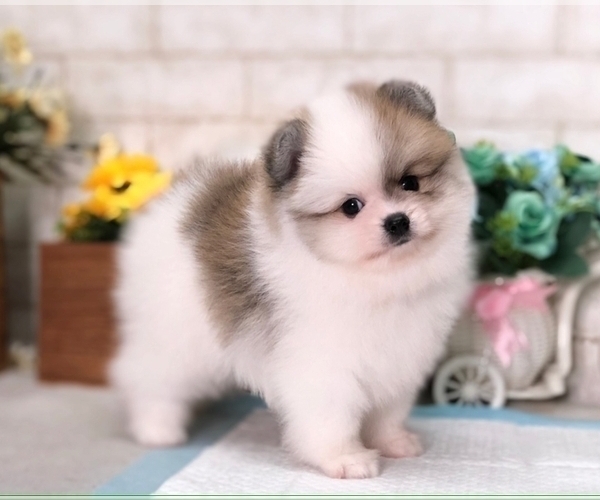 Medium Photo #2 Pomeranian Puppy For Sale in SEATTLE, WA, USA