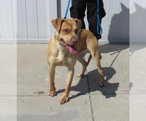 American Pit Bull Terrier-Unknown Mix Dogs for adoption in Louisville, KY, USA
