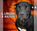 Small #1 American Pit Bull Terrier
