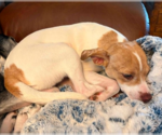 Small #1 Chihuahua Mix