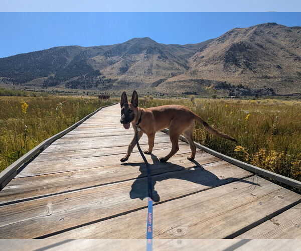 Medium Photo #10 German Shepherd Dog-Unknown Mix Puppy For Sale in West Sacramento, CA, USA