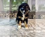 Small #8 Australian Shepherd