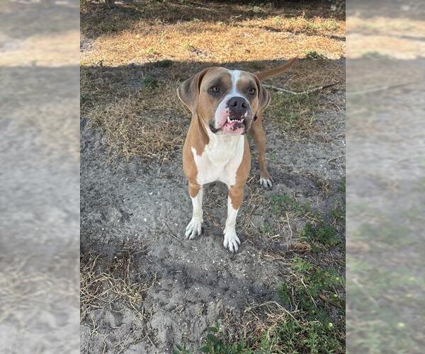 Medium Photo #2 Boxer Puppy For Sale in Palmetto, FL, USA