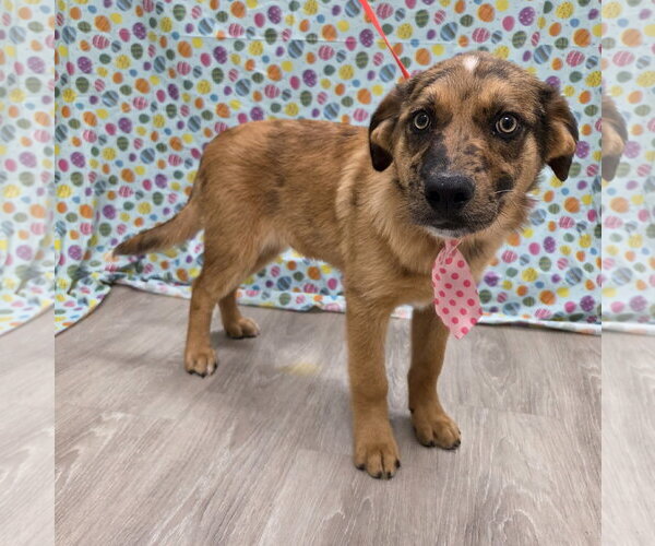 Medium Photo #3 Australian Retriever Puppy For Sale in Attalka, AL, USA