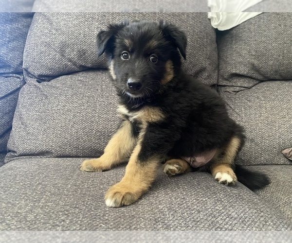 Medium Photo #12 German Shepherd Dog Puppy For Sale in YUCCA VALLEY, CA, USA