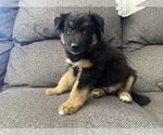 Small #11 German Shepherd Dog