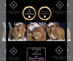 Pomeranian Puppy for sale in WARSAW, IN, USA