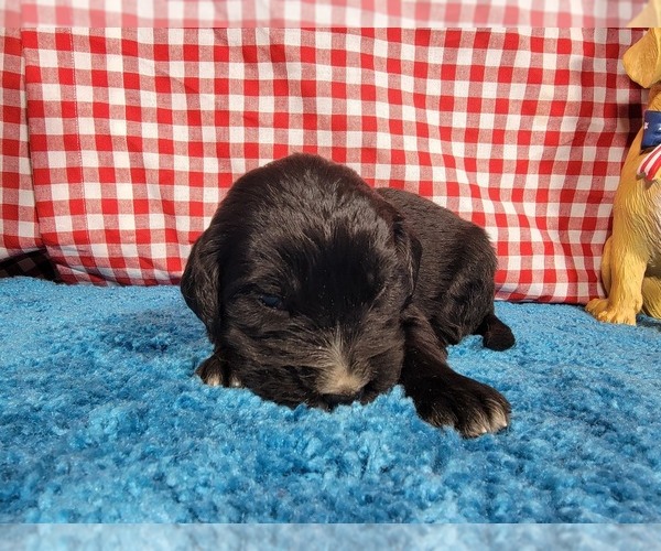 Medium Photo #33 Golden Mountain Dog Puppy For Sale in BLACK FOREST, CO, USA