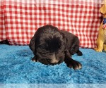 Small Photo #33 Golden Mountain Dog Puppy For Sale in BLACK FOREST, CO, USA