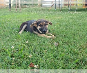 German Shepherd Dog Puppy for sale in AUBURN, KY, USA