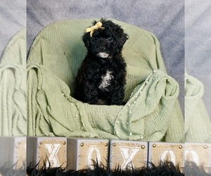 Poodle (Toy) Dog for Adoption in WARSAW, Indiana USA