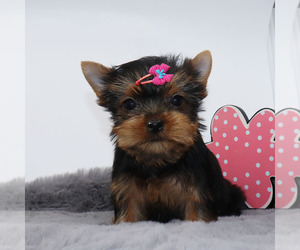 Yorkshire Terrier Puppy for sale in LOS ANGELES, CA, USA