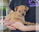 Small #2 Italian Greyhuahua