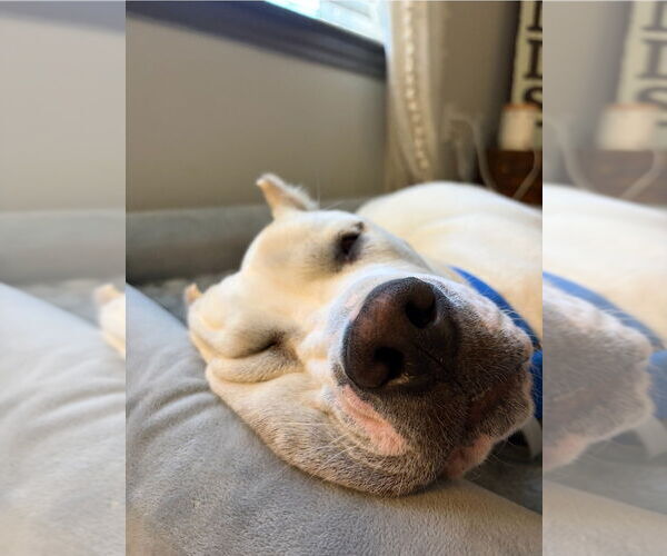 Medium Photo #4 Argentinian Mastiff-Unknown Mix Puppy For Sale in Lakewood, CO, USA