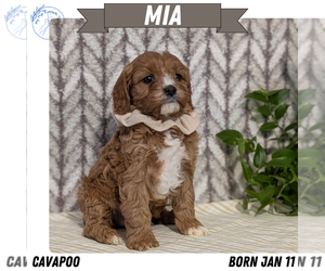 Medium Cavapoo (Miniature)