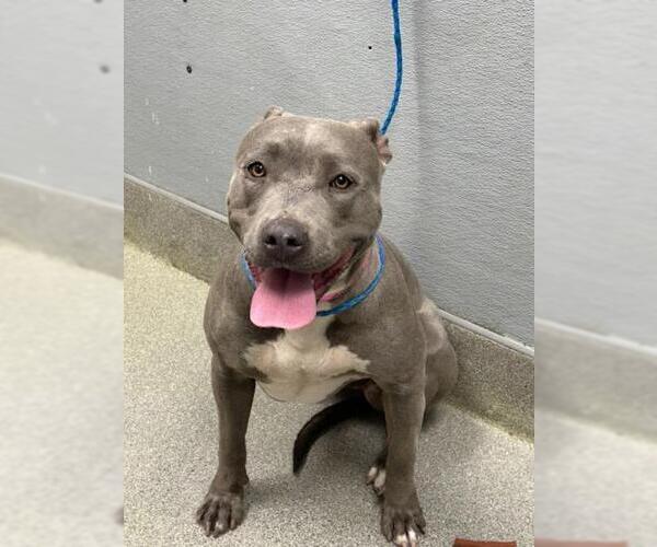 Medium Photo #1 Mutt Puppy For Sale in Las Vegas, NV, USA