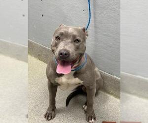 Mutt Dogs for adoption in Las Vegas, NV, USA