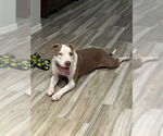 Small #11 American Pit Bull Terrier Mix