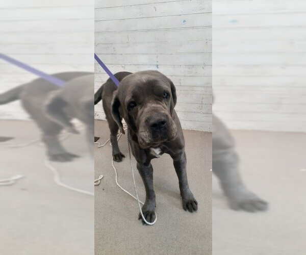 Medium Photo #1 Mastiff-Unknown Mix Puppy For Sale in San Bernardino, CA, USA