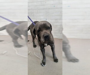 Mastiff-Unknown Mix Dogs for adoption in San Bernardino, CA, USA