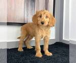Small Photo #6 Goldendoodle Puppy For Sale in FRANKLIN, IN, USA