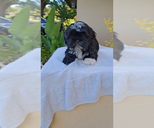 Shih Tzu Puppy for sale in LAKELAND, FL, USA