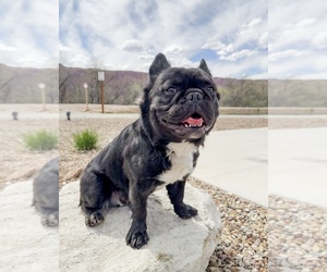 Father of the French Bulldog puppies born on 09/22/2025