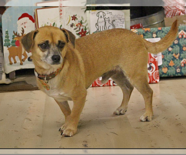 Medium Photo #1 Pug-Unknown Mix Puppy For Sale in Cranston, RI, USA