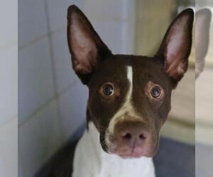 American Staffordshire Terrier-Boxer Mix Dogs for adoption in San Antonio, TX, USA