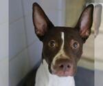 Small American Staffordshire Terrier-Boxer Mix