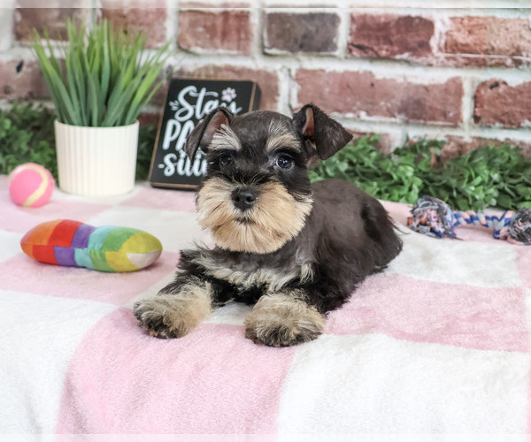 Medium Photo #4 Schnauzer (Miniature) Puppy For Sale in SYRACUSE, IN, USA