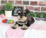 Crystal - Female Schnauzer (Miniature) Puppy for Sale - Photo #4