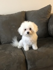 Bichon Frise Puppy for sale in BROOKSIDE, VT, USA