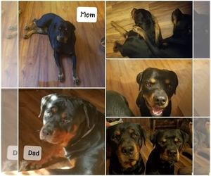 Mother of the Rottweiler puppies born on 12/14/2019