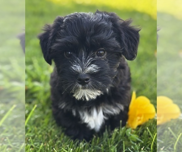 Medium Photo #6 Morkie Puppy For Sale in ROCK STREAM, NY, USA