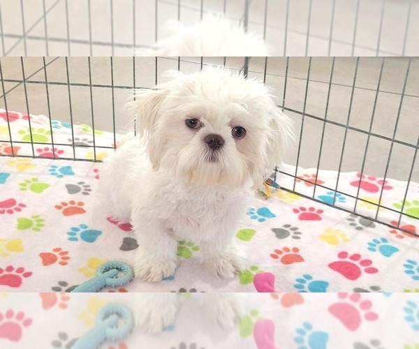 Medium Photo #9 Shih Tzu Puppy For Sale in ORO VALLEY, AZ, USA