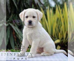 Labrador Retriever Puppy for sale in GORDONVILLE, PA, USA